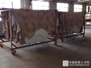 从生皮到皮革 揭秘皮革工厂的生产流程
